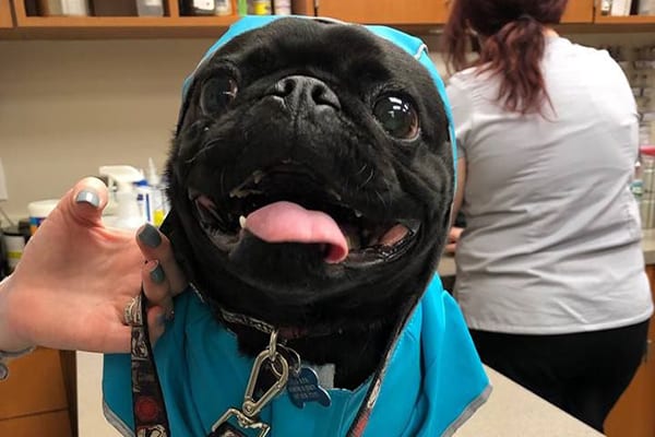 happy dog at our animal hospital