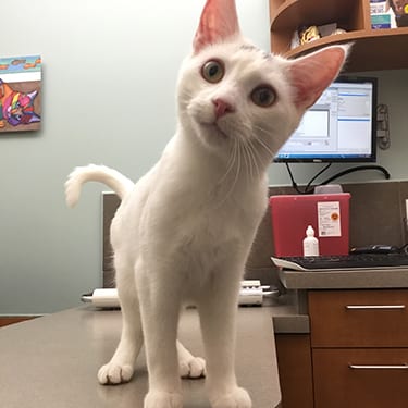 Cat on an exam table: Pet Insurance in Melrose