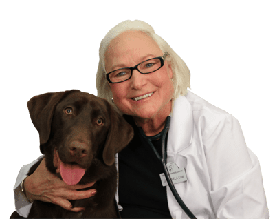 vet with a brown dog