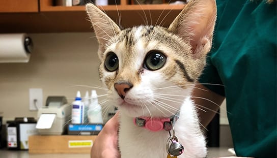 Kitten at the vet: Download Our App in Melrose