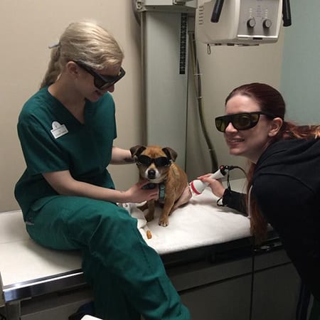 Vets performing dog laser therapy