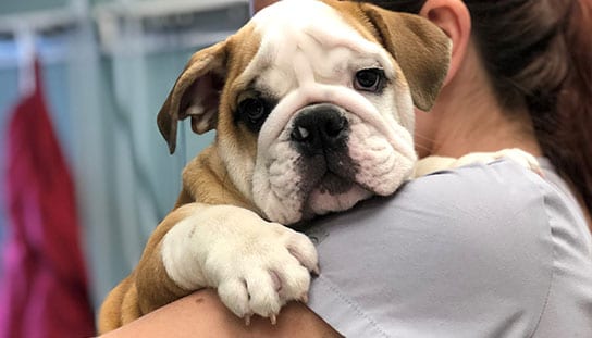 vet holding a bulldog puppy