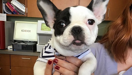 Puppy: Cat Friendly and Fear Free in Melrose