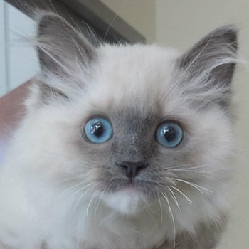 Kittens with blue eyes: Rebates in Melrose