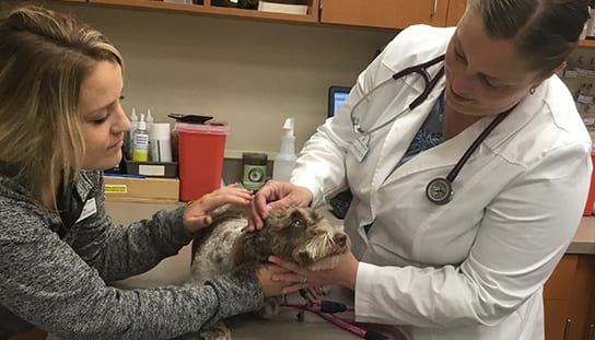 Vet with dog and tech: Veterinarians in Melrose