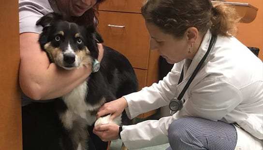 Vets examining a dog's paw: Veterinarians in Melrose
