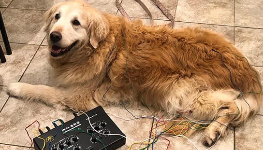 dog hooked up to a diagnostic machine