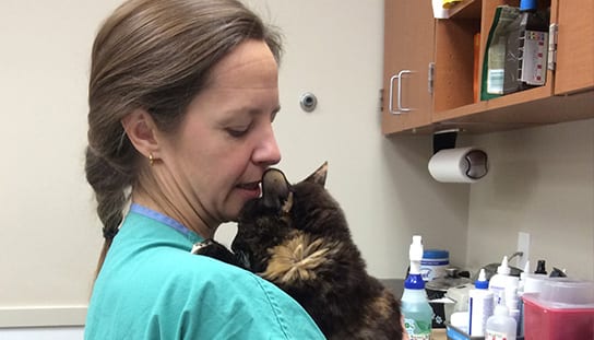Vet holding a cat: Veterinarian in Melrose