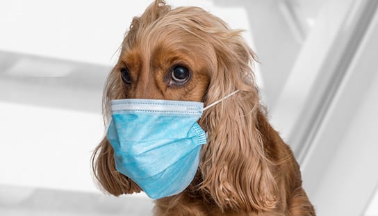 dog-with-surgical-mask2