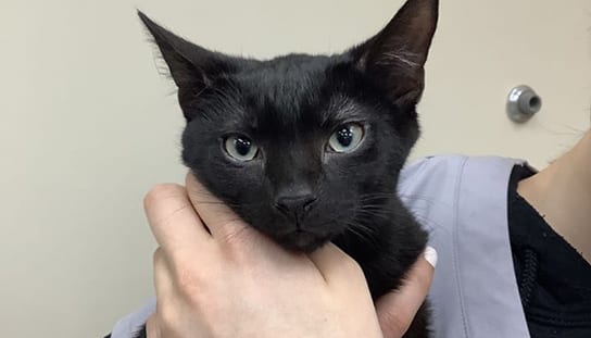 holding-black-cat