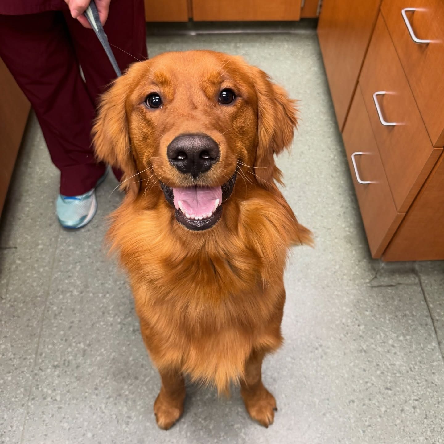 Dog smiling at wellness visit at Melrose Animal Clinic