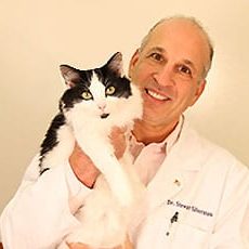 Dr. Silverman holding a cat: Veterinarians in Melrose