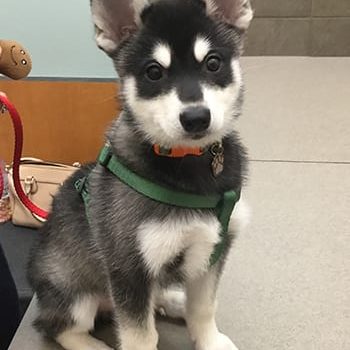 Husky puppy sitting on an exam table