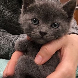 Cat receiving a wellness exam at Melrose Animal Clinic