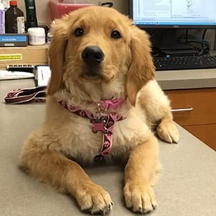 golden retriever on exam table