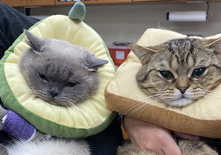 Two cats relaxing after emergency care